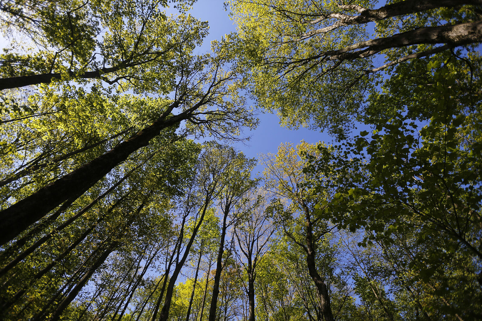 Towering trees